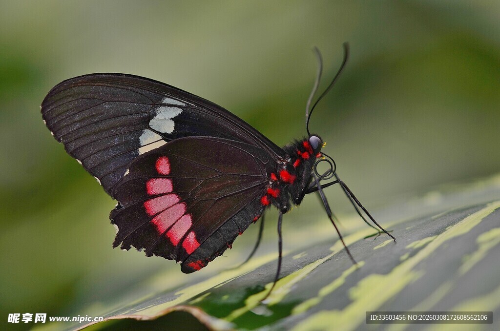 黑红相间蝴蝶停于绿叶