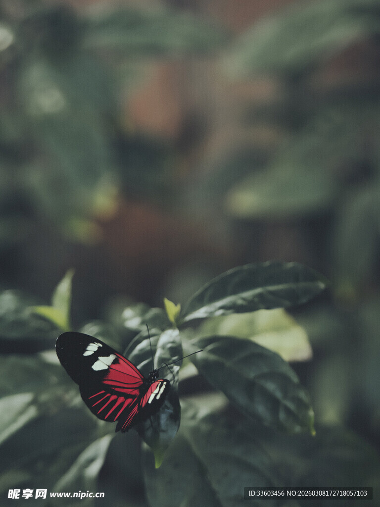 绿叶间的红黑蝴蝶