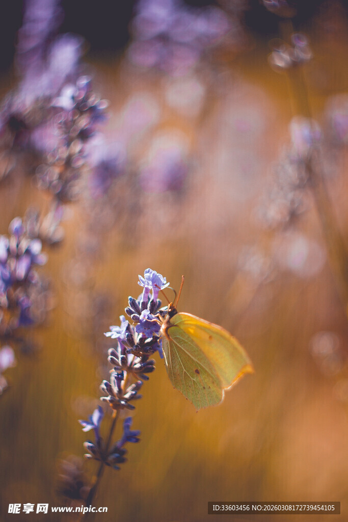 紫花上的黄色蝴蝶