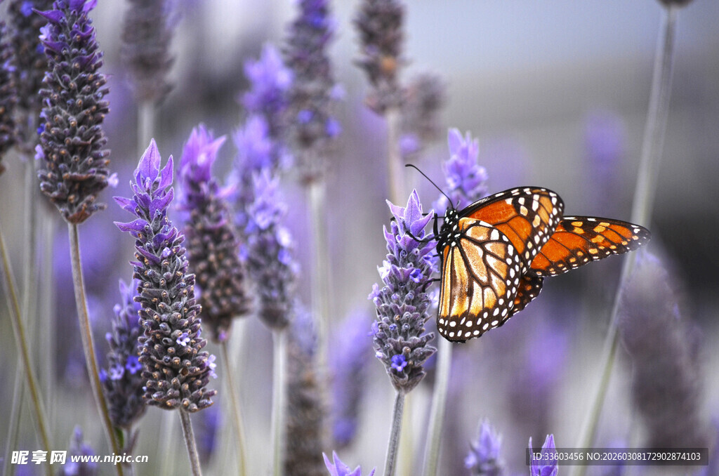蝴蝶停栖于紫色薰衣草间