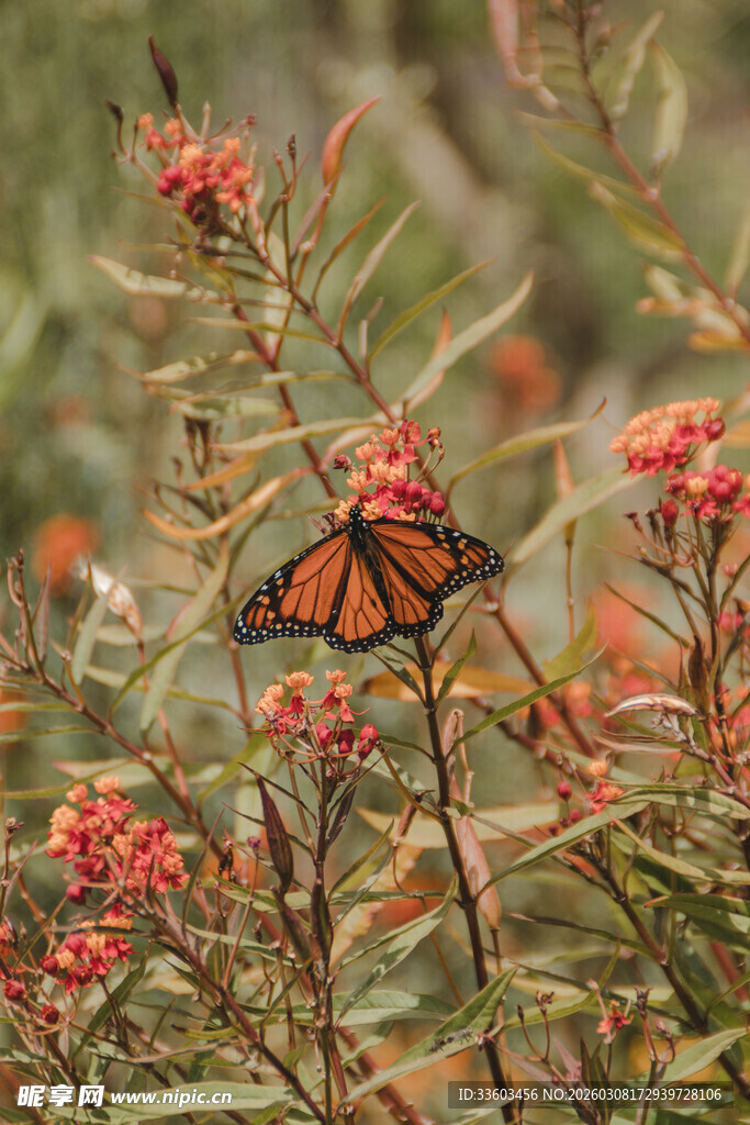 花丛中的帝王蝶