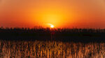夕阳下的芦苇荡美景