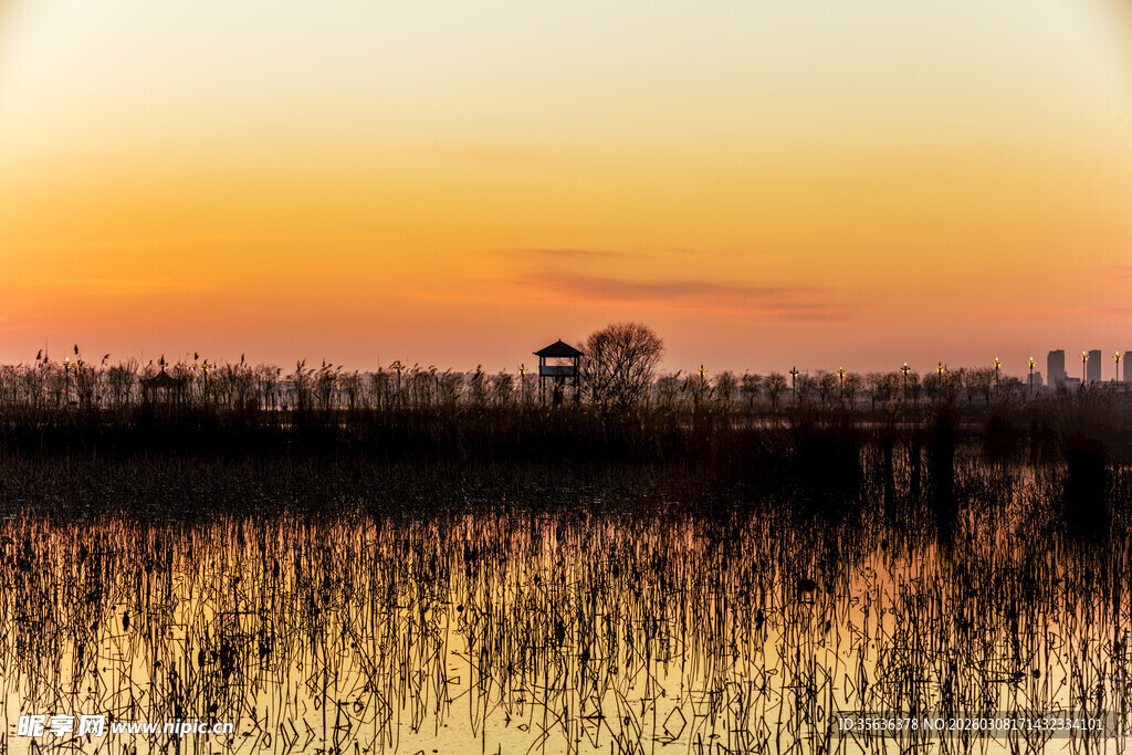 夕阳下的芦苇湿地美景
