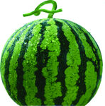 圆润饱满的新鲜大西瓜