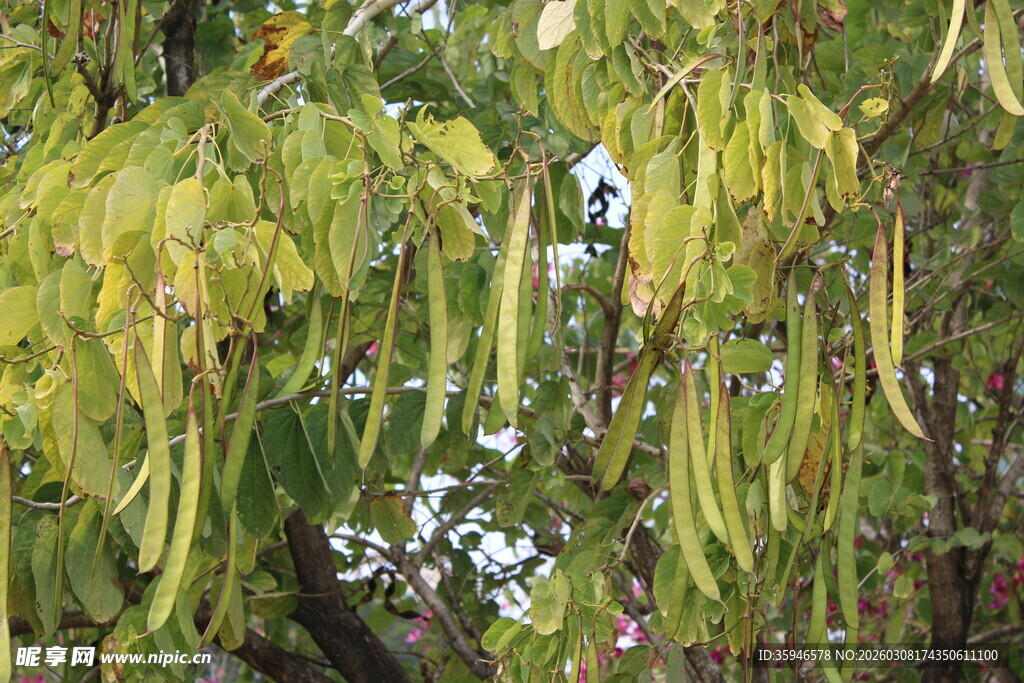 羊蹄甲树 头挂着的黄绿相间果实