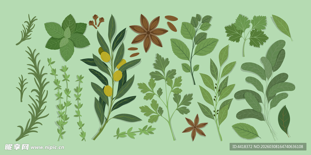 绿叶植物