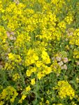 油菜花