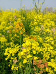 油菜花