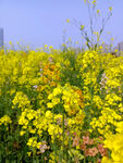 油菜花