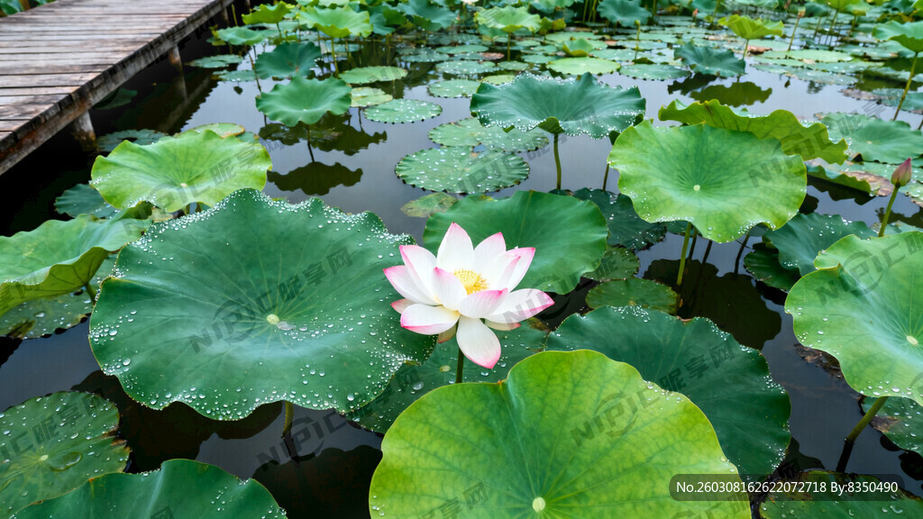 洪湖赤卫队荷花池 不要出现人物