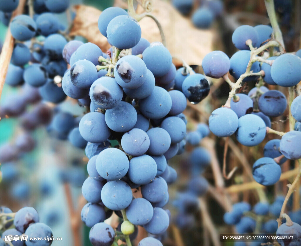 饱满紫葡萄挂于枝头