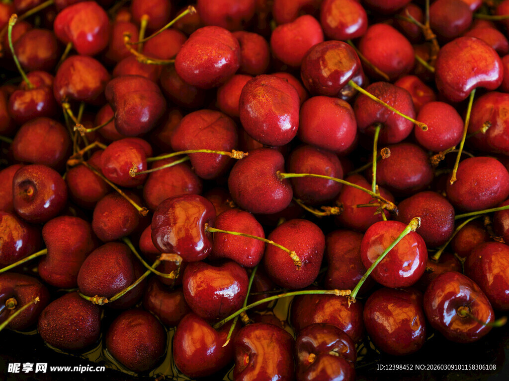 饱满鲜红的樱桃果实