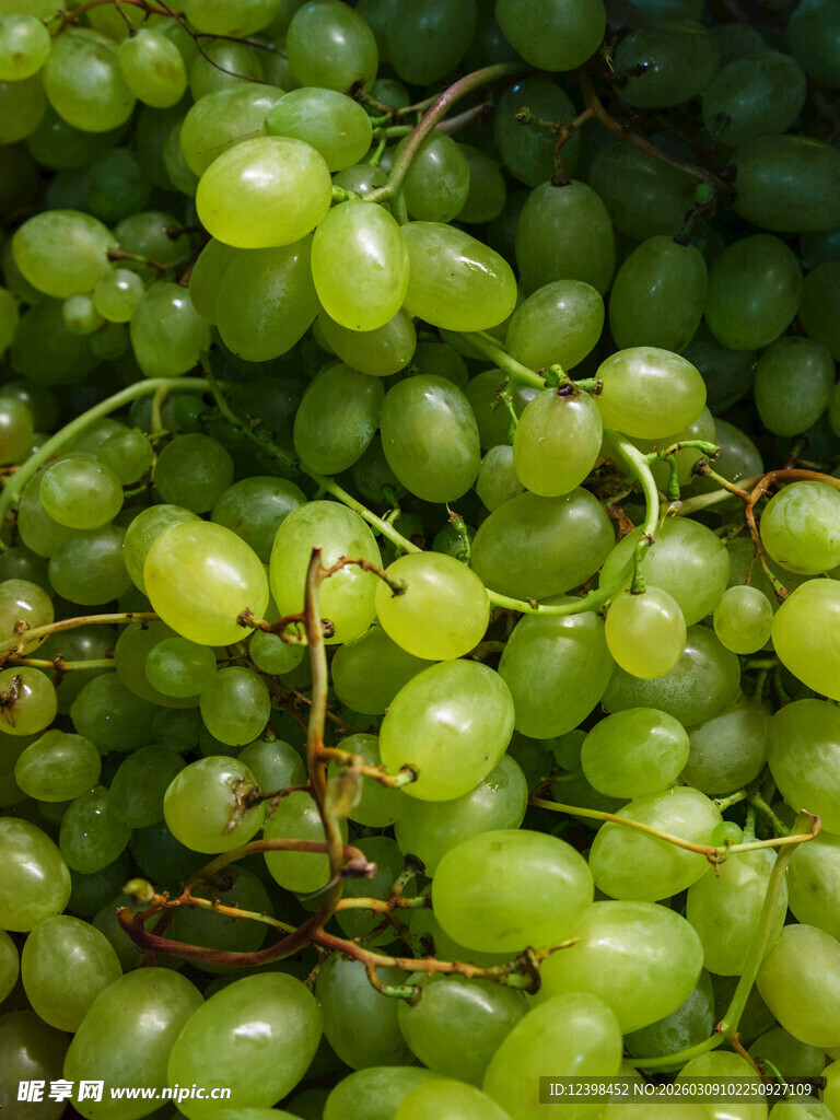 青葡萄