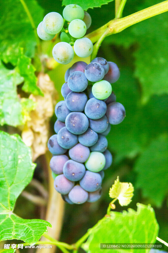 成熟葡萄挂在翠绿枝蔓间
