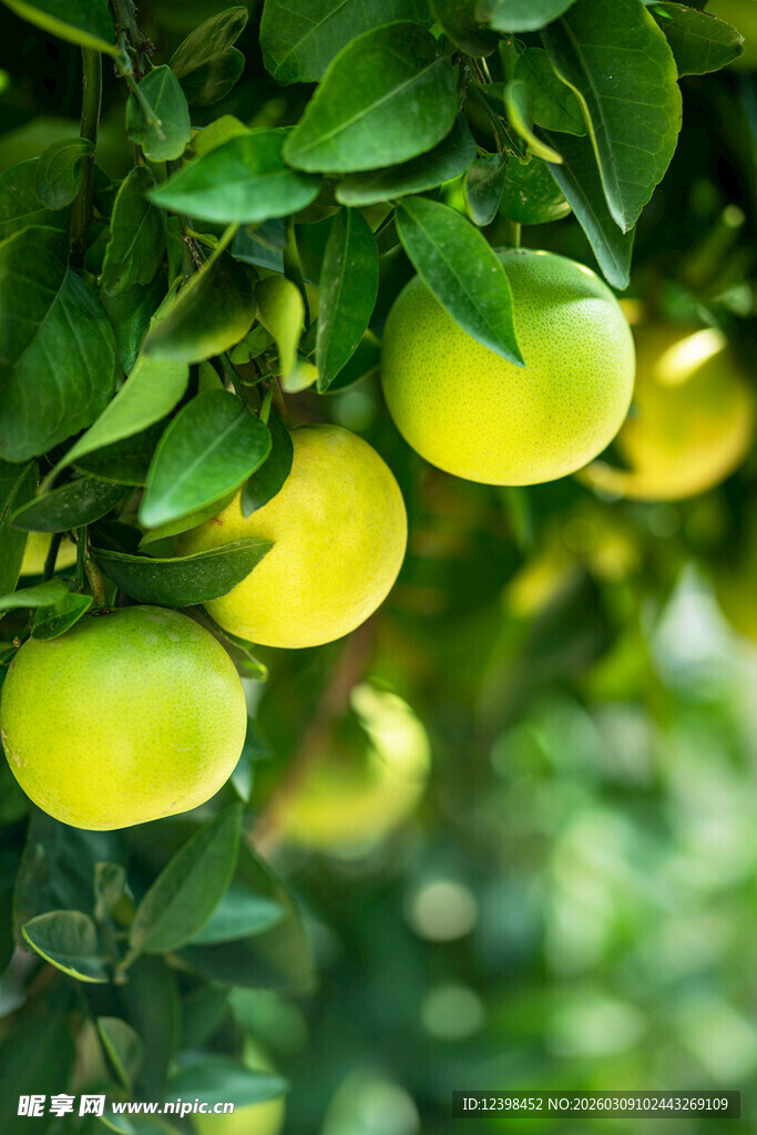青嫩柑橘