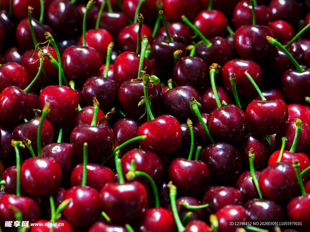 饱满鲜红的樱桃果实