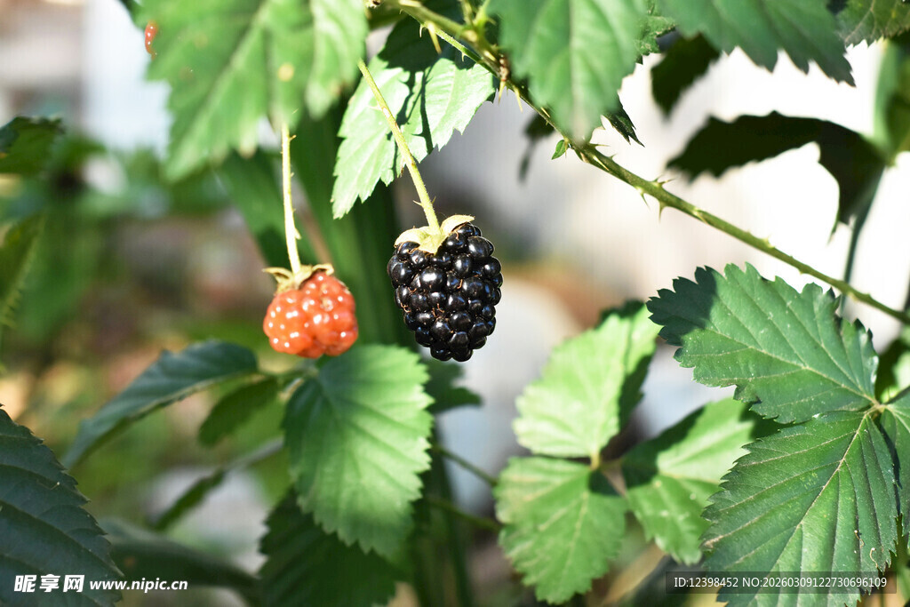 黑莓与红莓