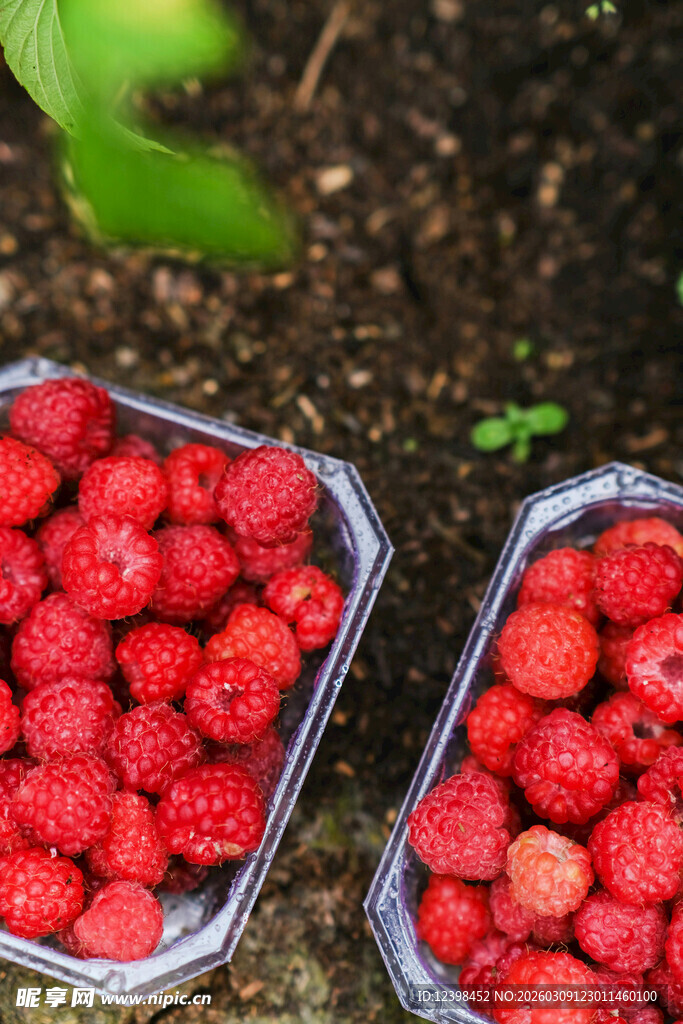 新鲜诱人的盒装树莓