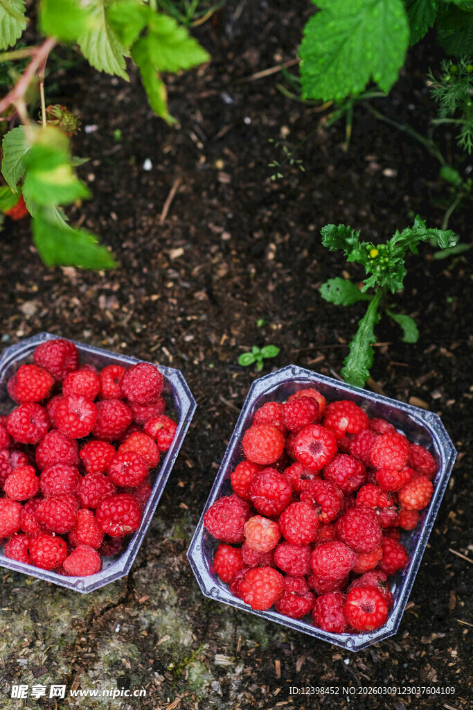 新鲜盒装野草莓