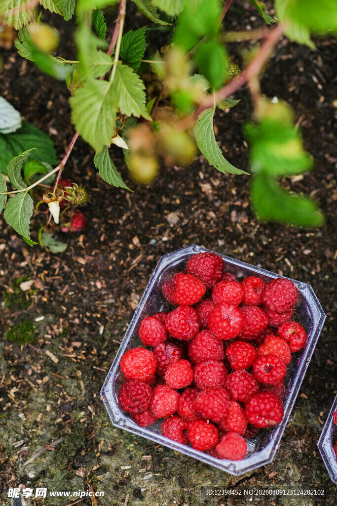 地上盒中饱满的新鲜树莓