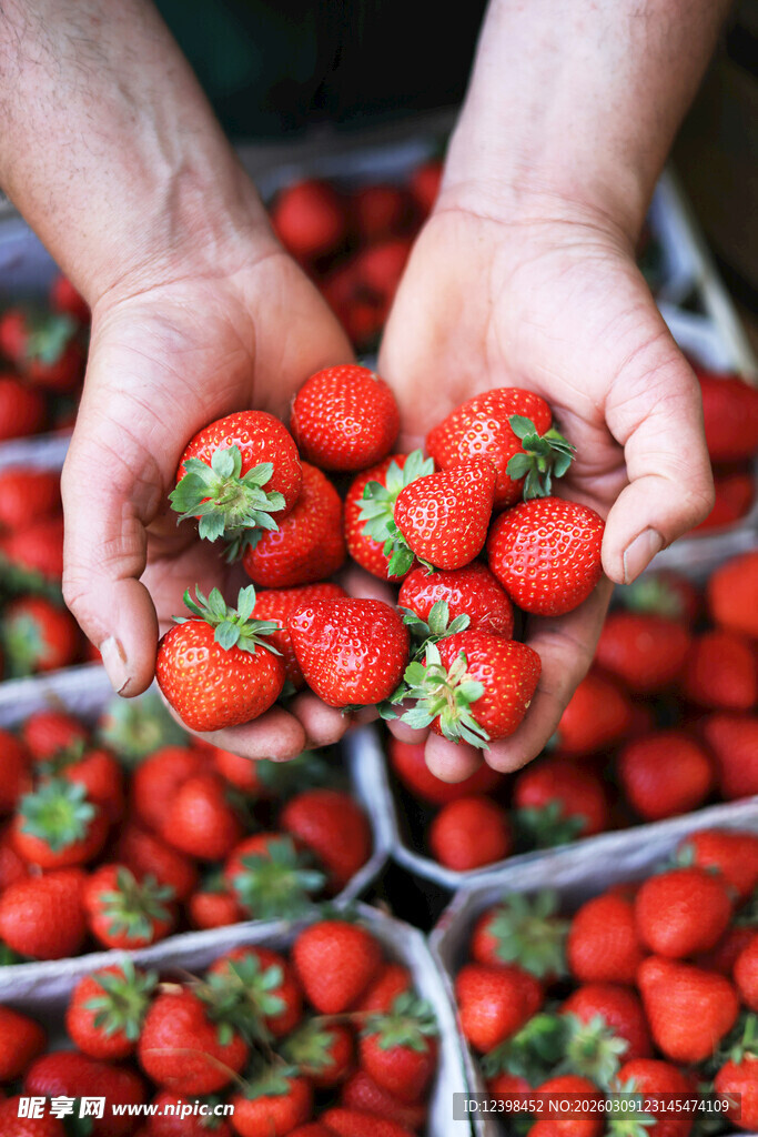 双手捧起新鲜草莓