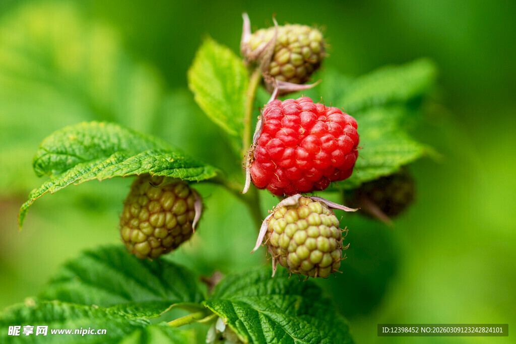 成熟树莓与未熟果实