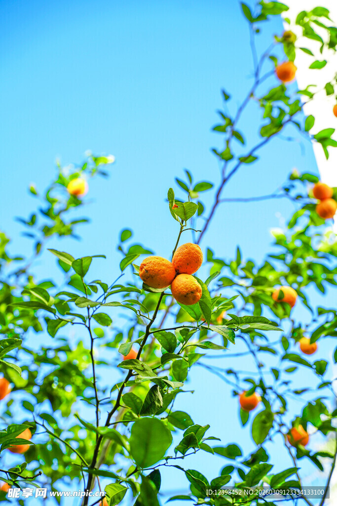 枝头橙果映蓝天