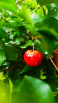 红樱桃