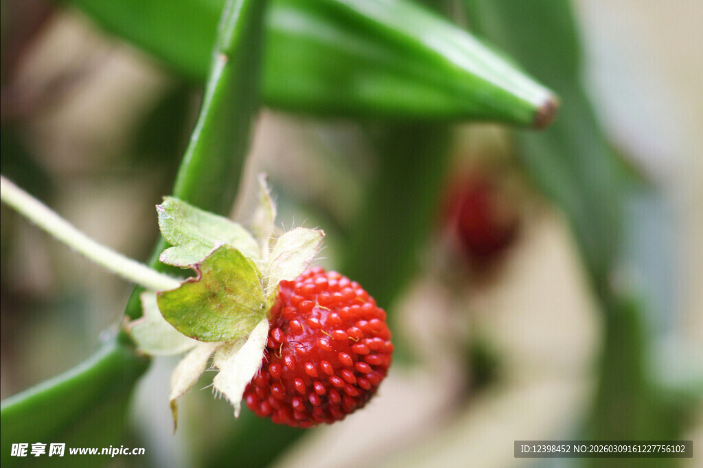 草莓