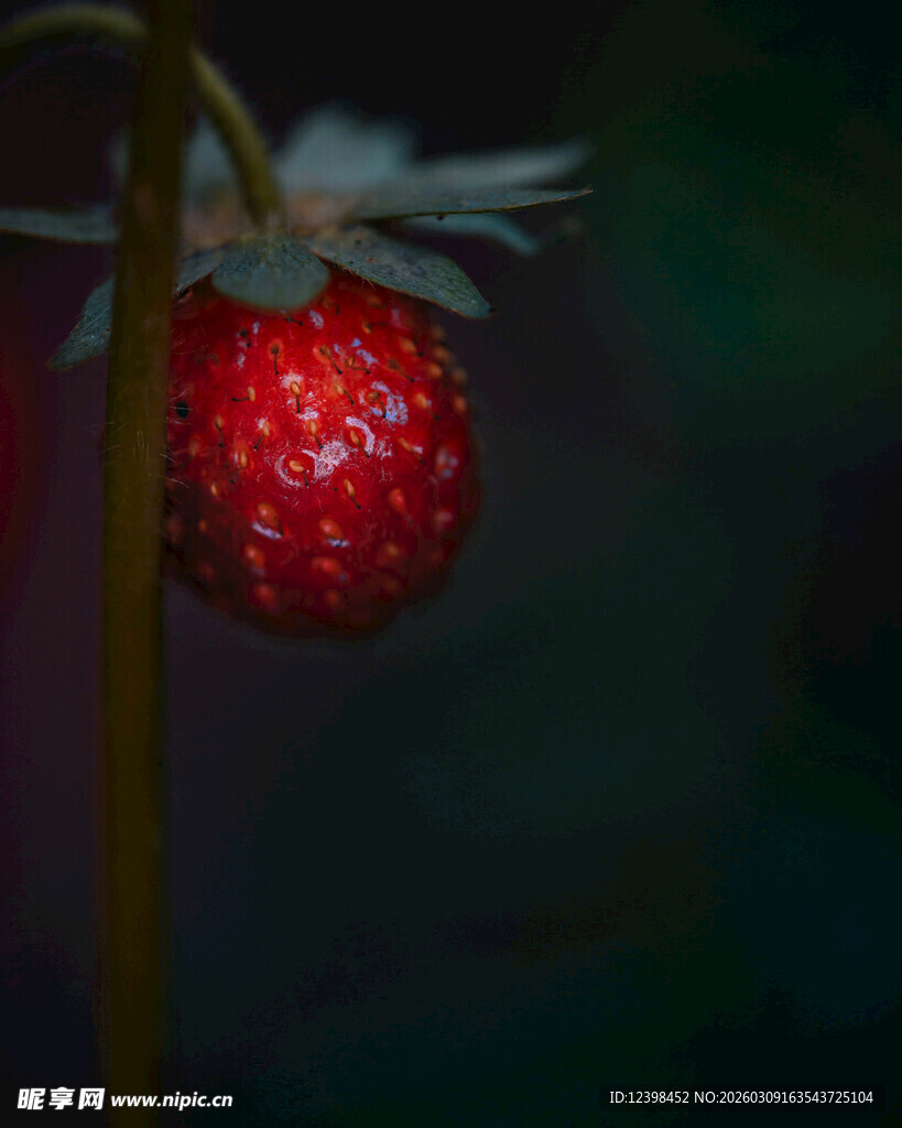 草莓