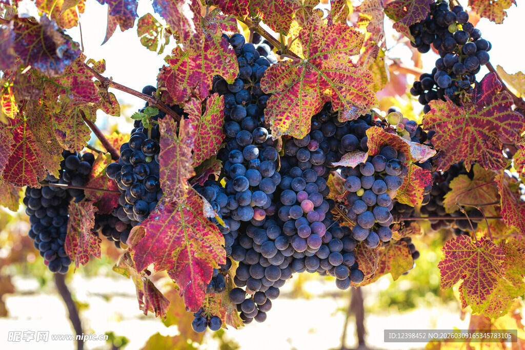 秋日葡萄藤上的紫葡萄