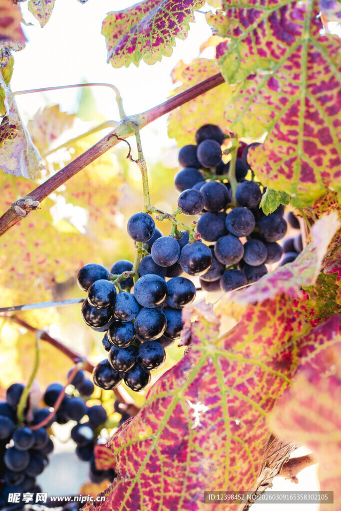 秋日葡萄藤上的紫葡萄