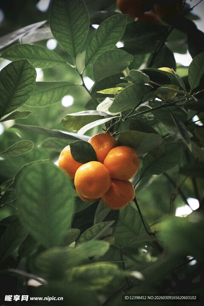 枝头饱满的橙色果实