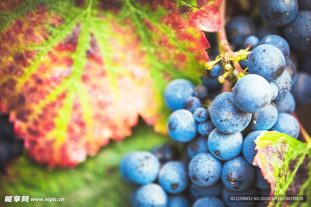 饱满葡萄与斑斓叶片特写
