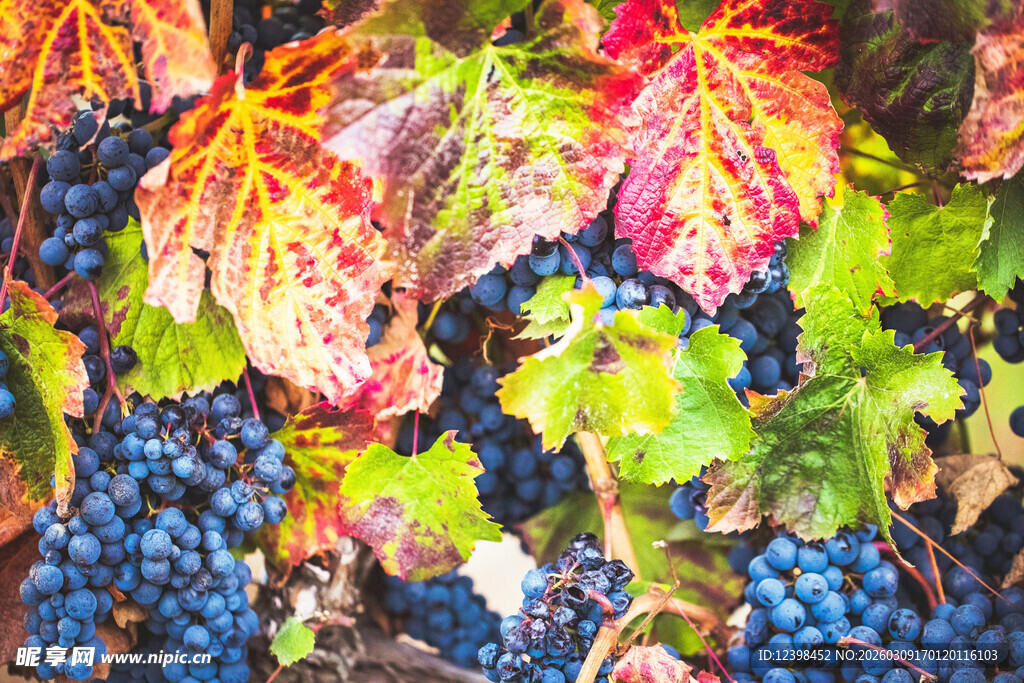 多彩葡萄叶与饱满葡萄