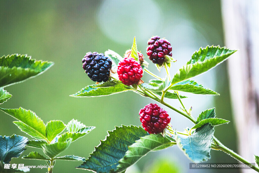 枝头的多彩桑葚果实