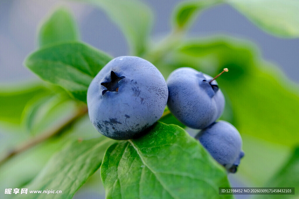 枝头饱满的新鲜蓝莓