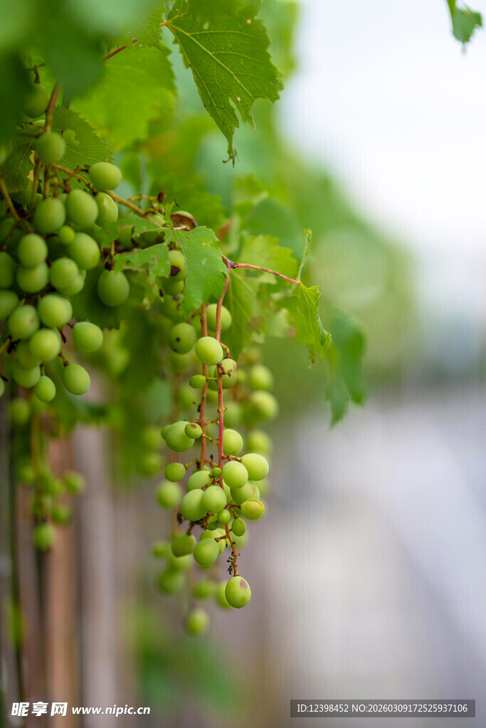 青葡萄挂在翠绿藤蔓上