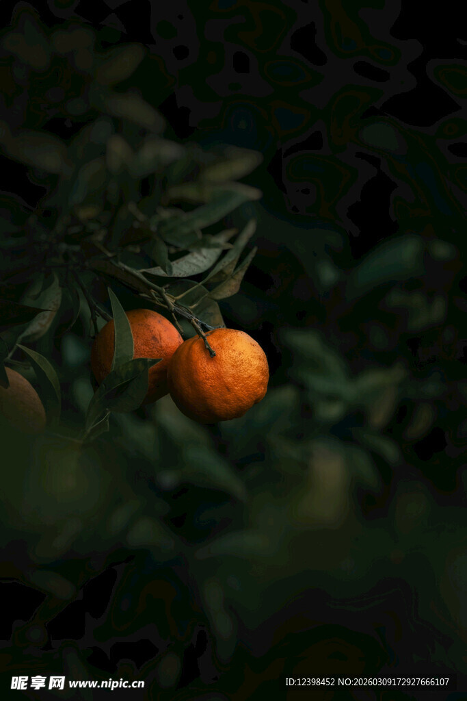 柑橘