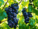 紫葡萄