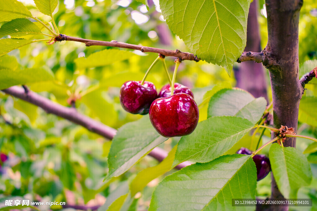 枝头红樱桃