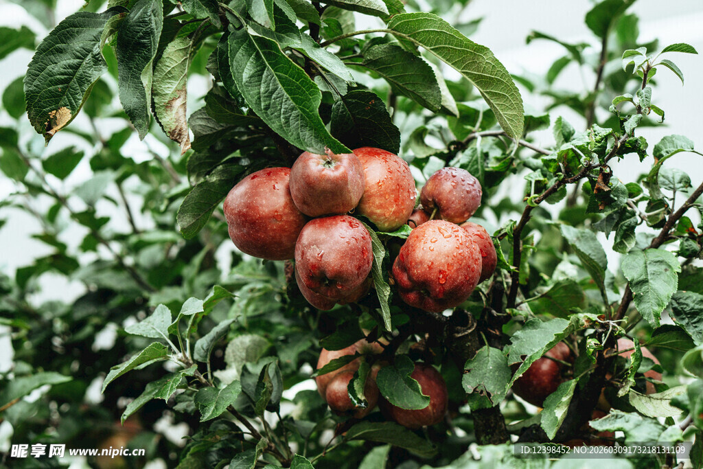 枝头硕果累累的红苹果