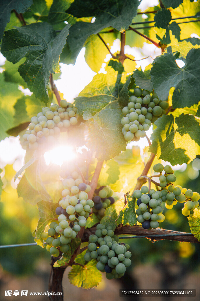 阳光下的葡萄藤与果实