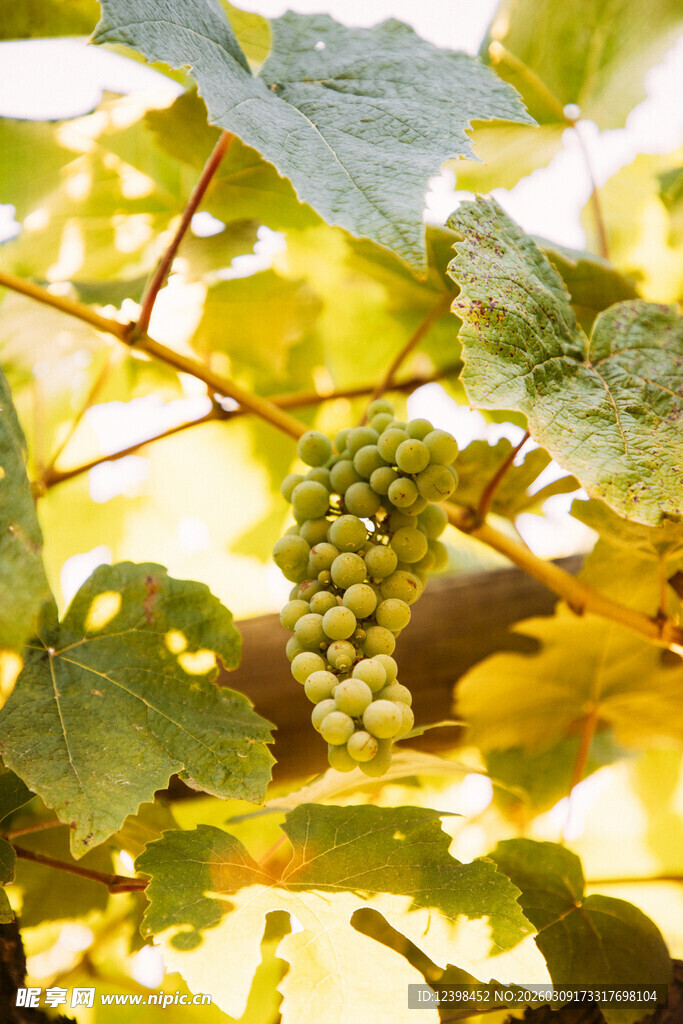 阳光下的青葡萄与绿叶
