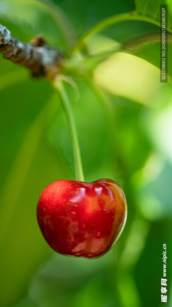 鲜红樱桃挂枝头