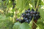 紫葡萄