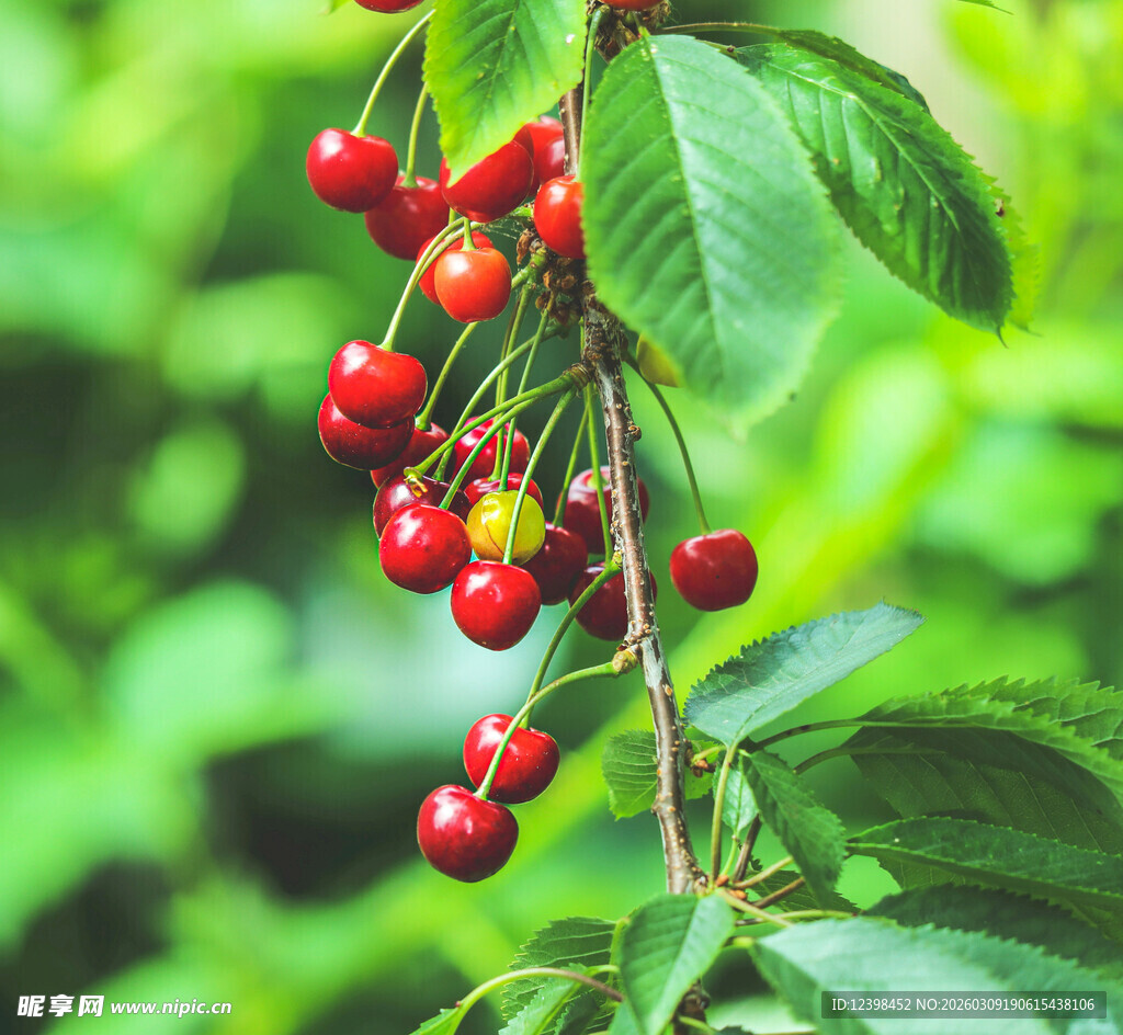 枝头红樱桃