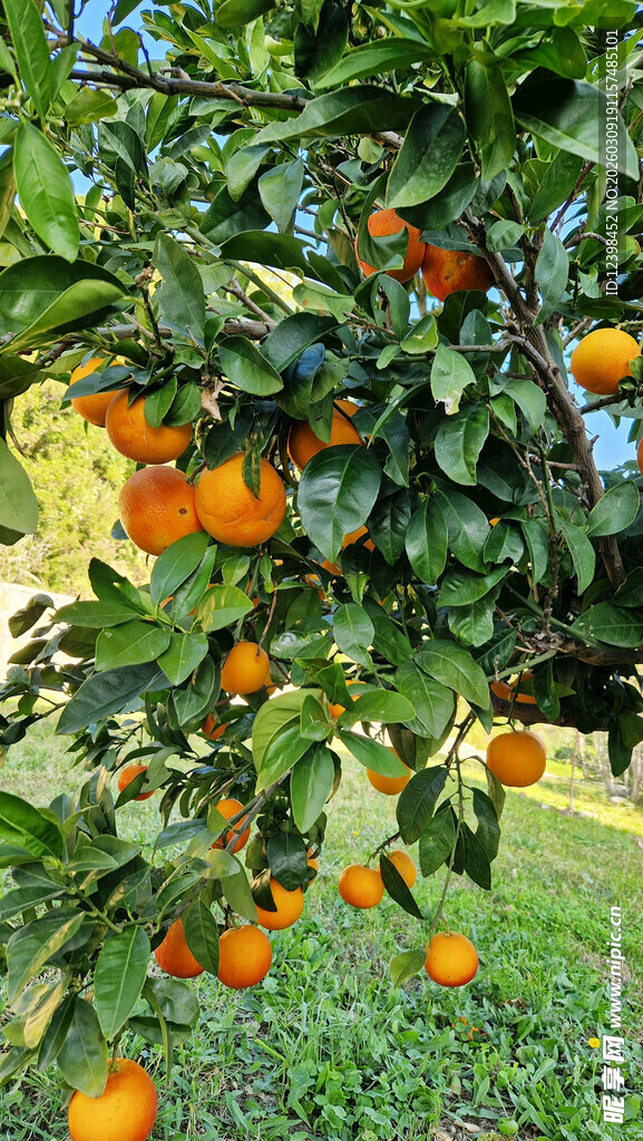 树上柑橘