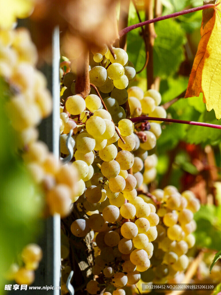 一串串成熟的金黄葡萄