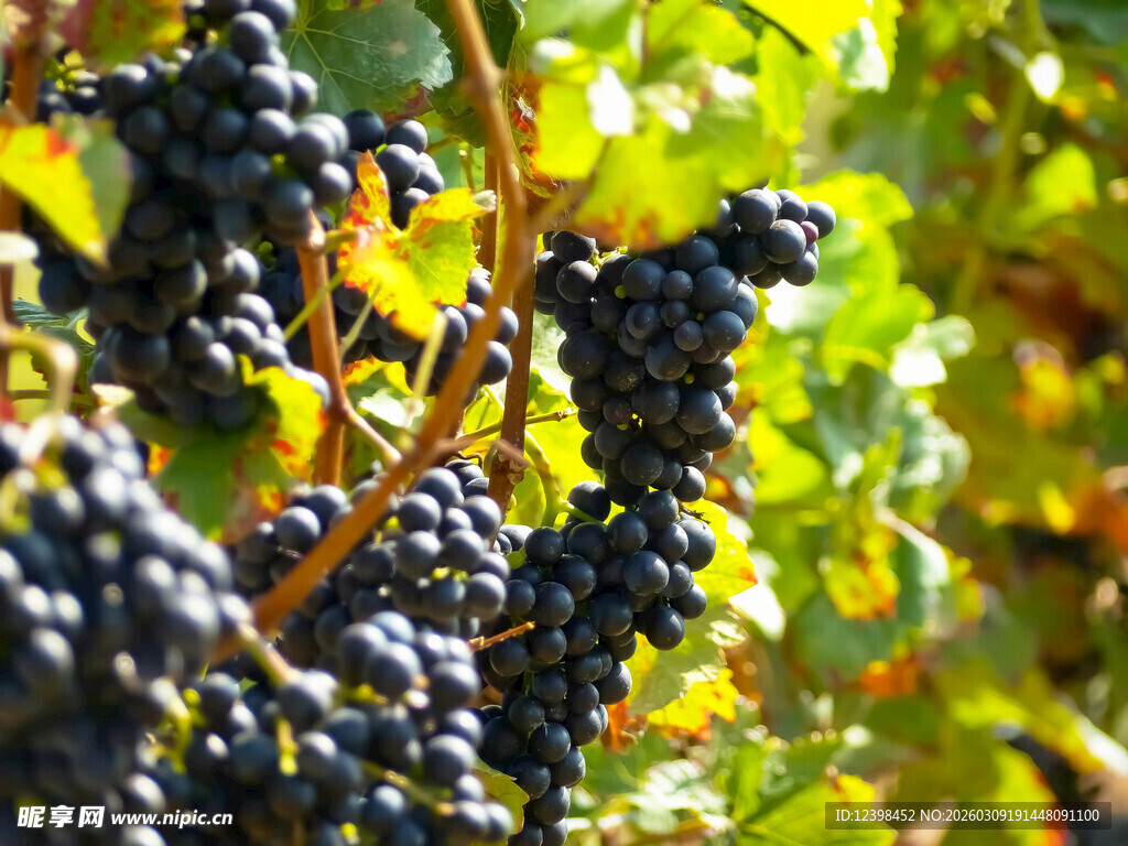 成熟葡萄挂于藤蔓间